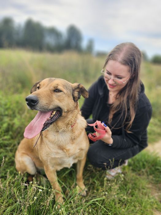 Fantastyczny pies Nemo szuka swego domu