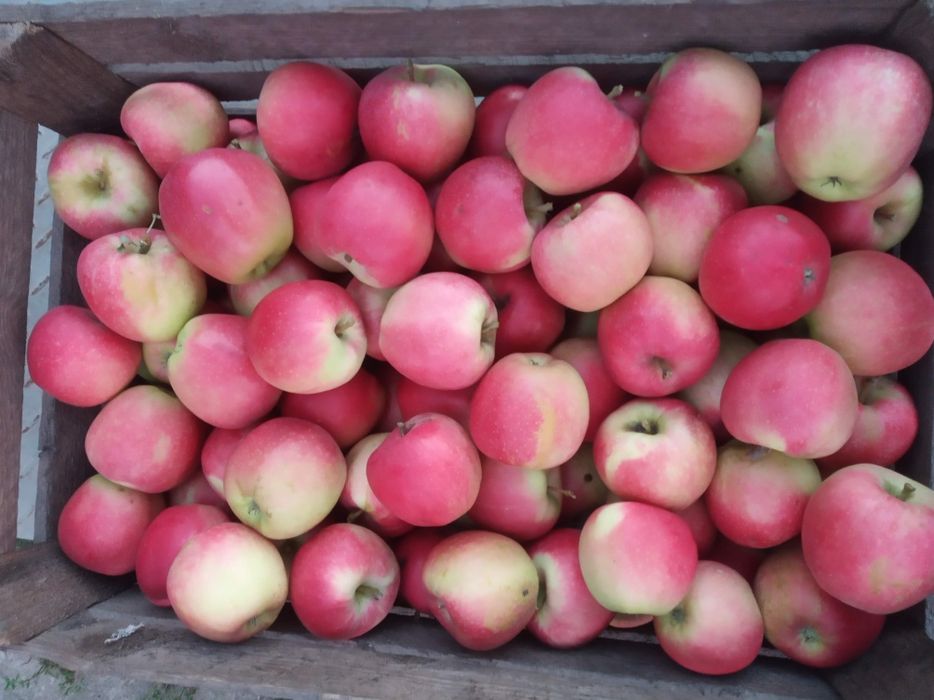 Jabłka drobne na soki i dla zwierząt