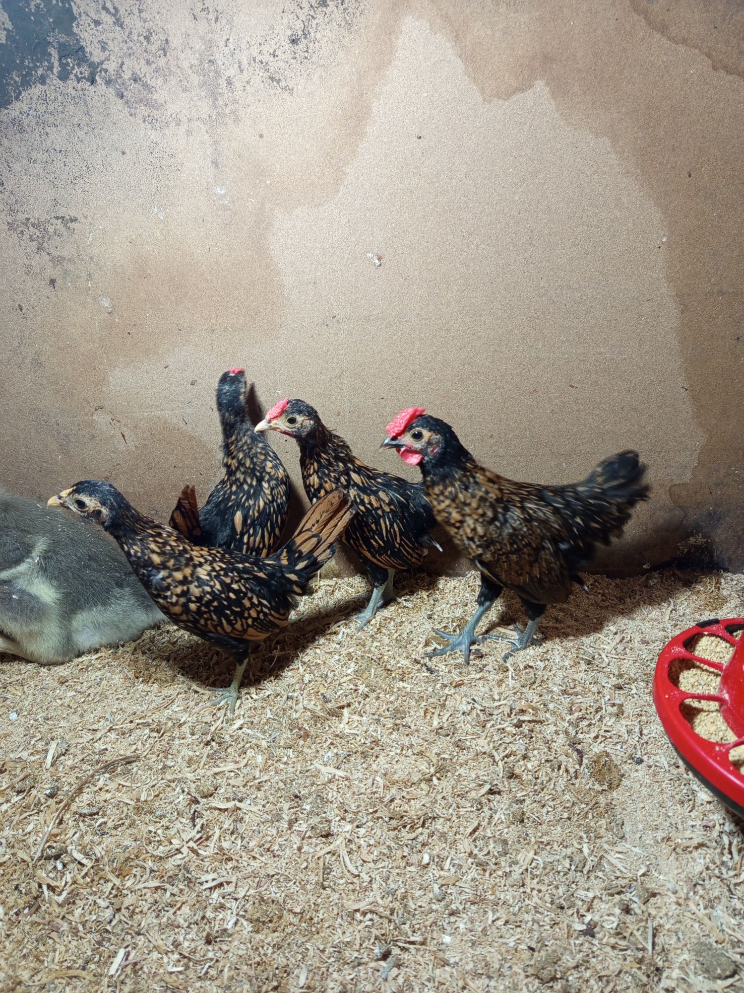 Animais de quinta
