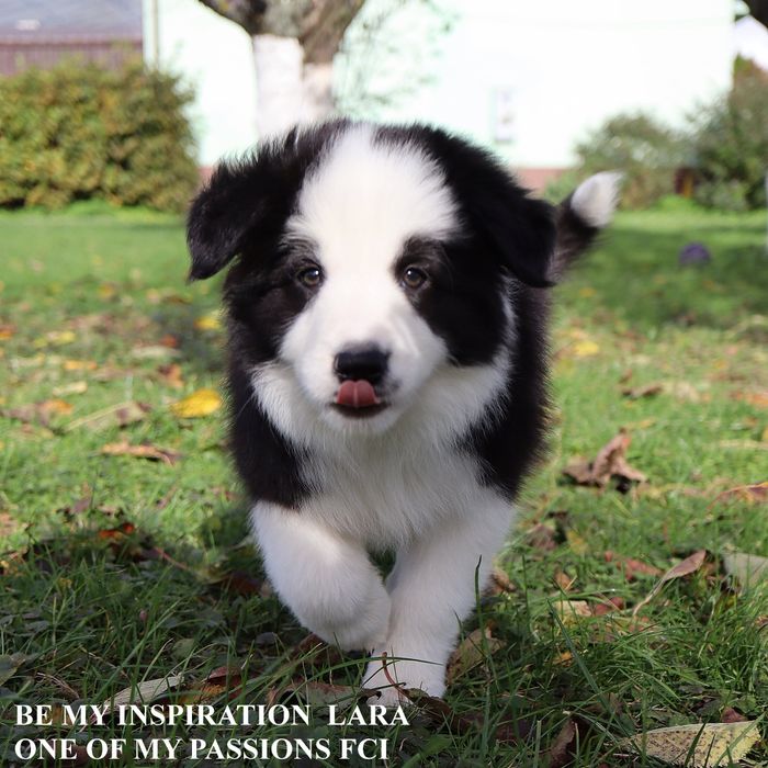 Border Collie ZKwP FCI sunia gotowa do odbioru
