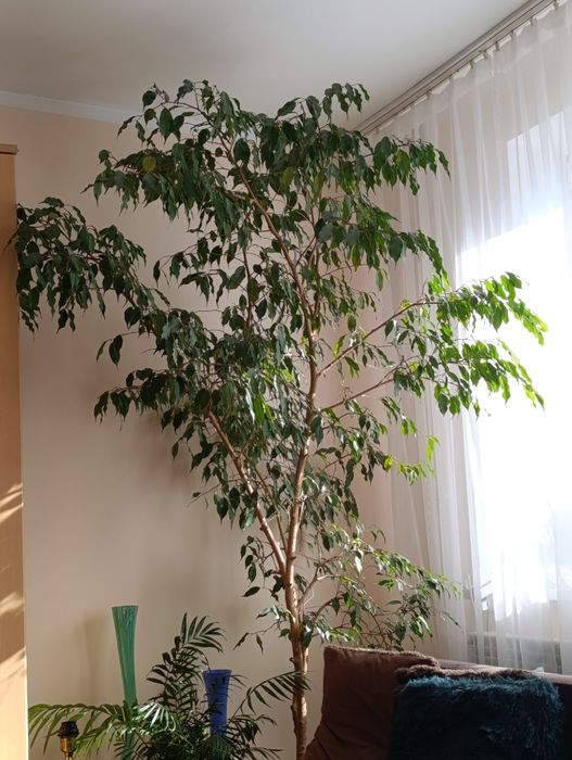 Fikus Benjamina drzewko