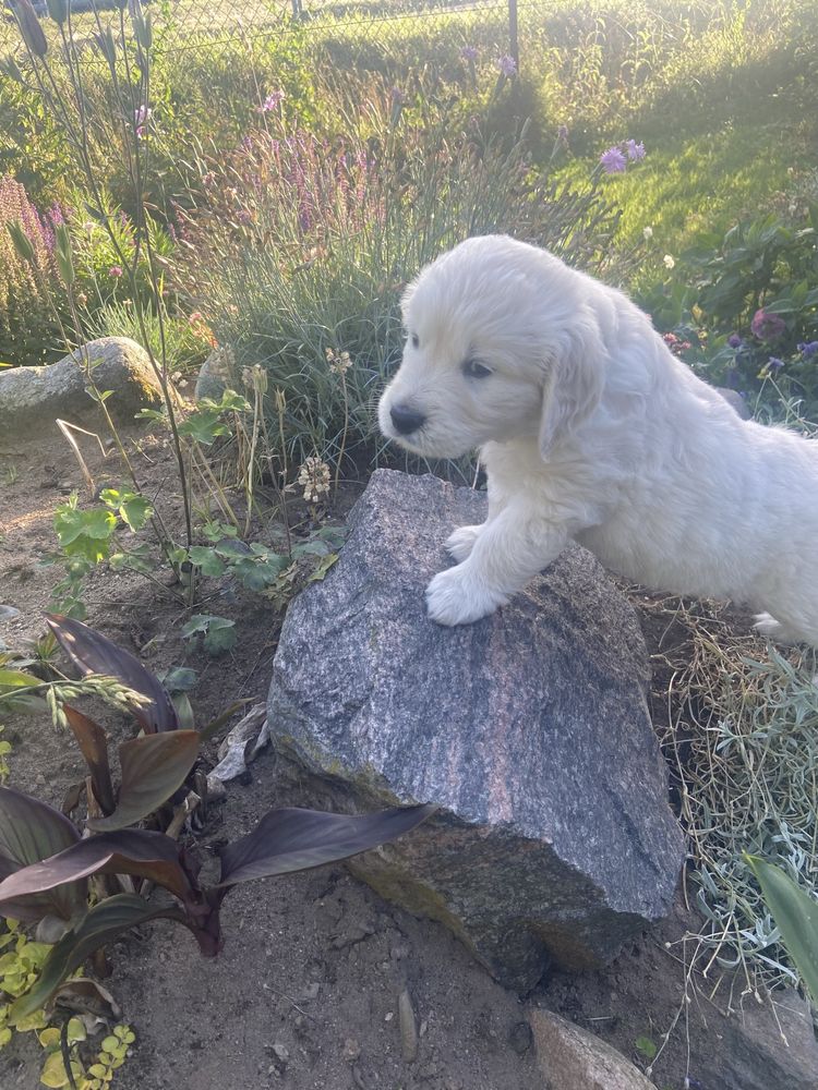 Szczeniak Golden Retriver