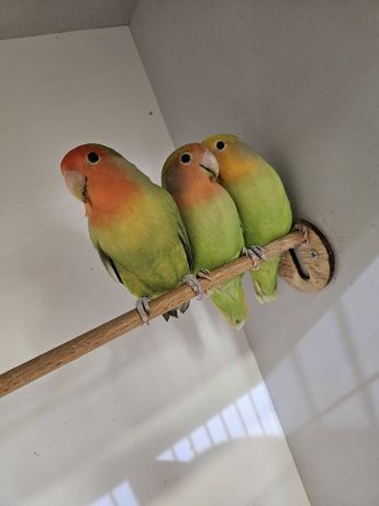 Papużki nierozłączki