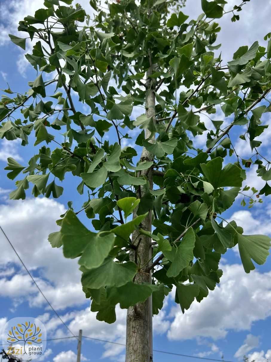 Ginkgo biloba, Miłorząb dwuklapowy, obwód 6-8, 12-14cm, 200-400cm