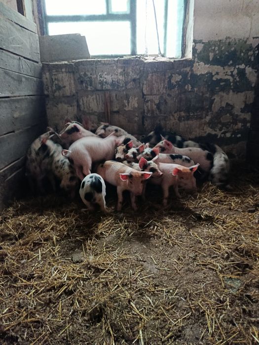 Продам поросят дюрок