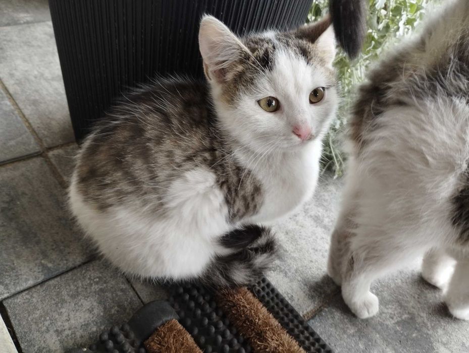 Koty Kocurki oddam za darmo dowóz do 30 km gratis