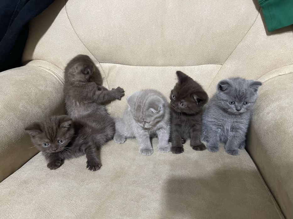 Британські і шотландські кошенята