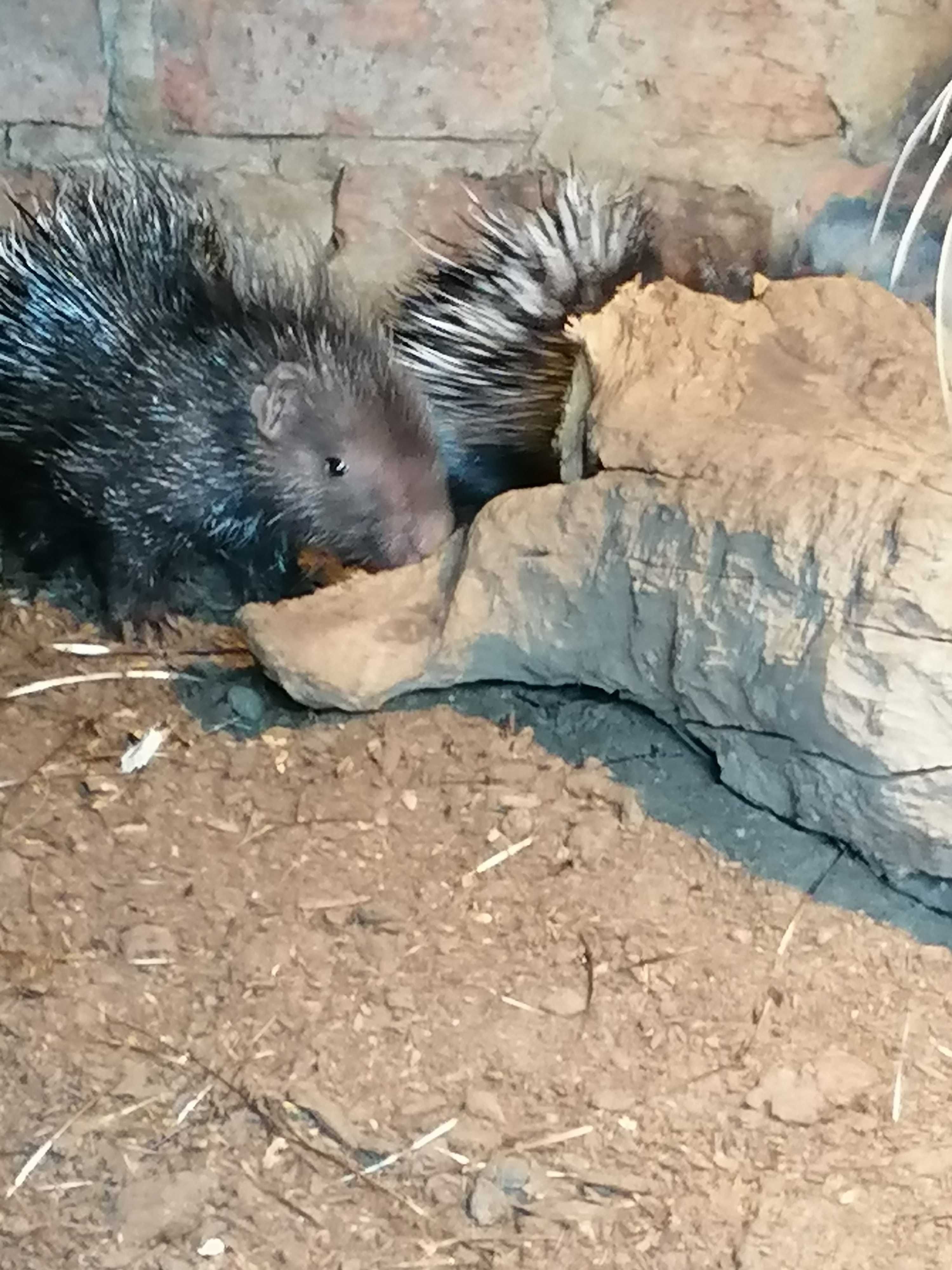 Sprzedam oswojone jezozwierze ogłoszenie grzecznościowe