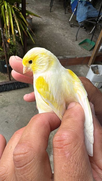 Canarios a procurar novos donos