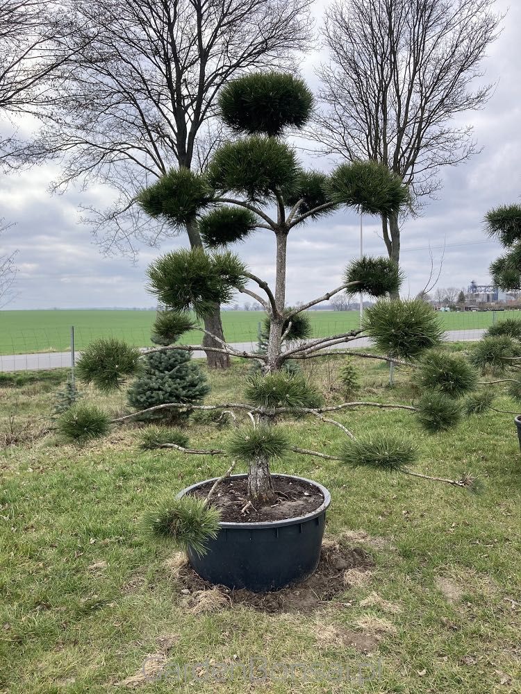 Bonsai - Sosna Czarna - Pinus Nigra - dużo gęstych "chmurek"  - 250 cm