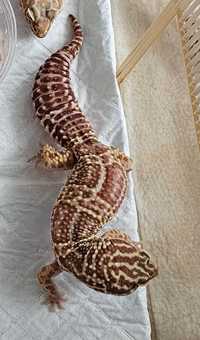 Gekon lamparci samiec Mack Snow Tremper Albino het Eclipse oraz wonsz