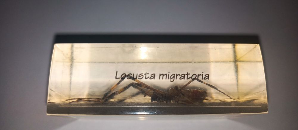 Жуки в стекле новыее