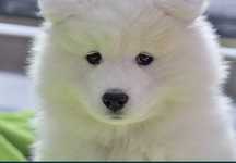 SAMOYED Piękny Piesek