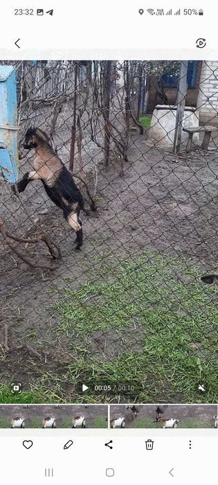 Продаю козлят, 2месяца , 2 козочки и 1 козёл