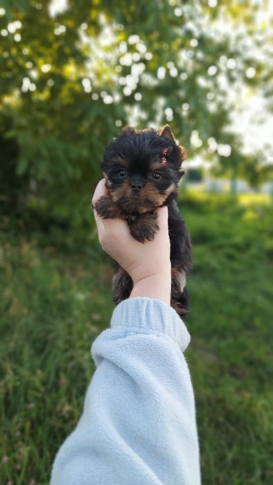 Хлопчик міні Йорк. Зайченятко.