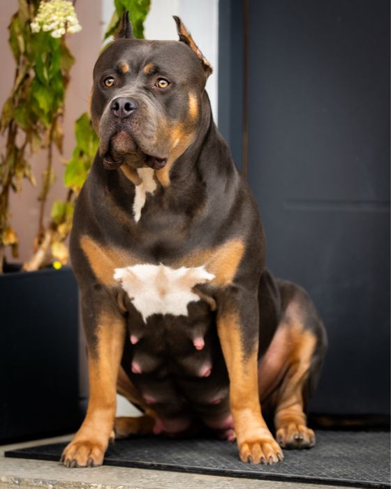 American Bully XL - Pies