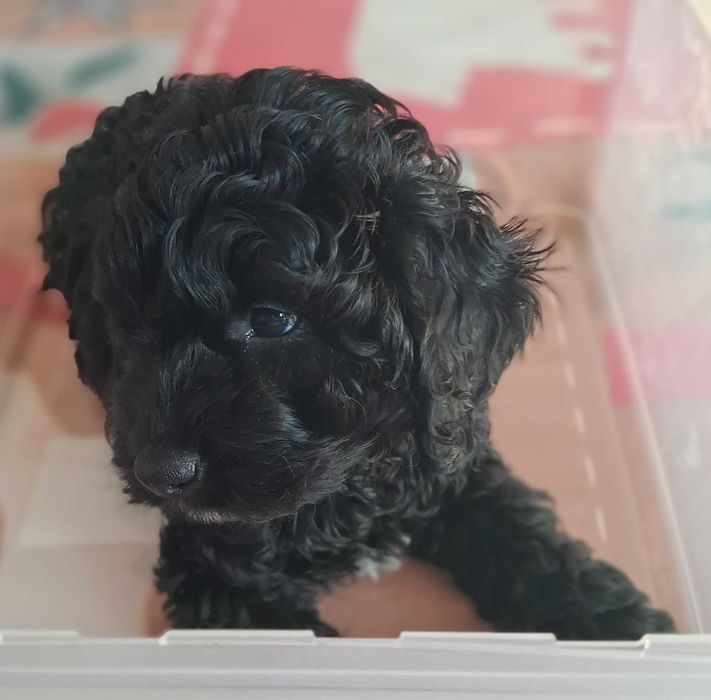 Pudel F1b, piesek, mini, tata pudel biało/ czarny, FCI, badania