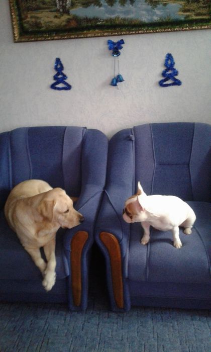 Передержка собак.