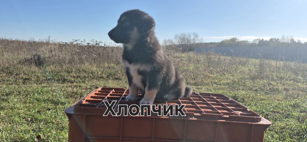 Маленькі собачки