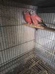 Canários e outras aves disponíveis