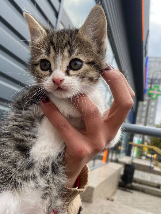 Котенок девочка бесплатно. Котята. Кошечка. Кошка даром