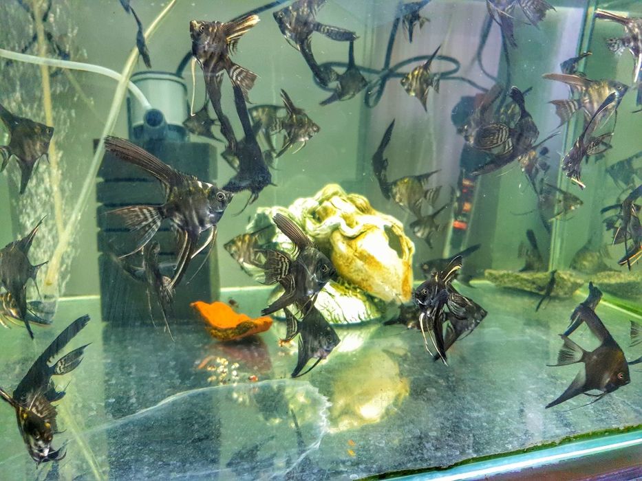 Скалярія (Скалярия)