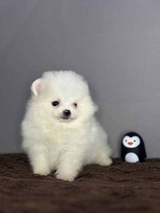 Хлопчик тип ведмедика.