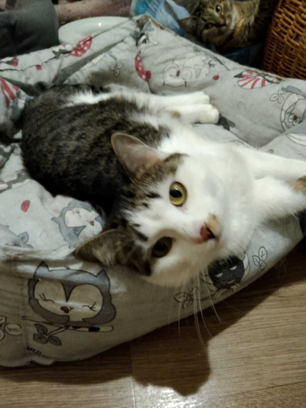 КОТЕНОК метис европейской короткошерстной ДНЕПР