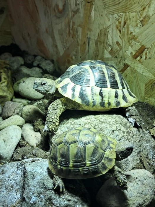 Terrarium I Żółwie