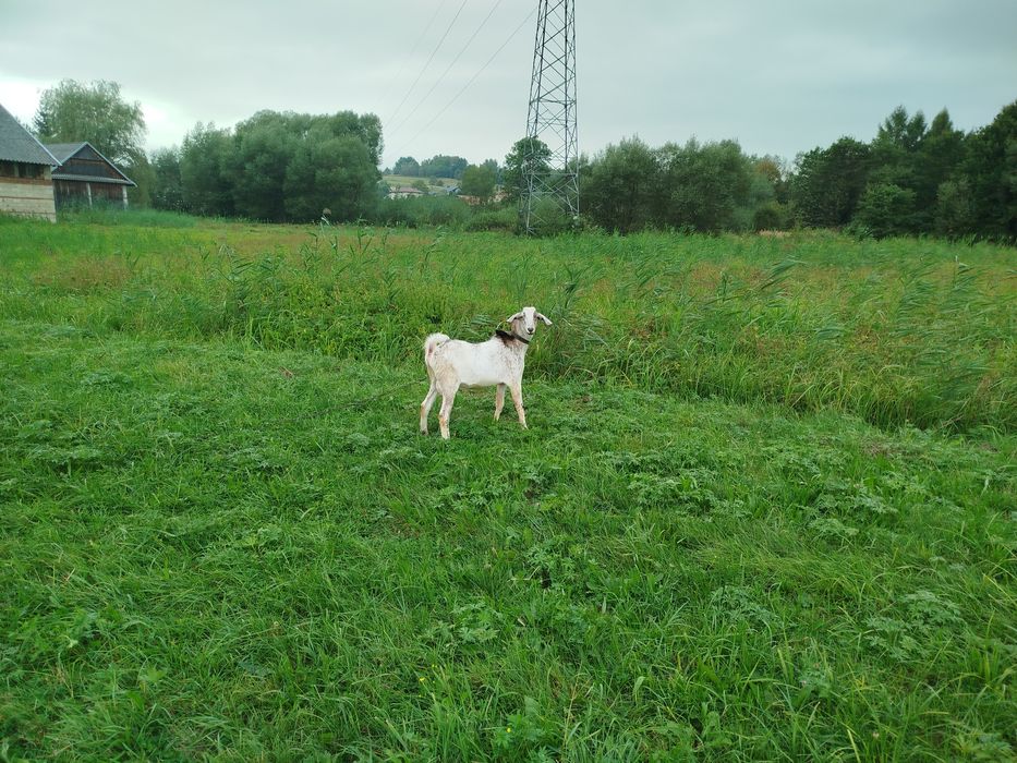 Kozioł aglunubijski