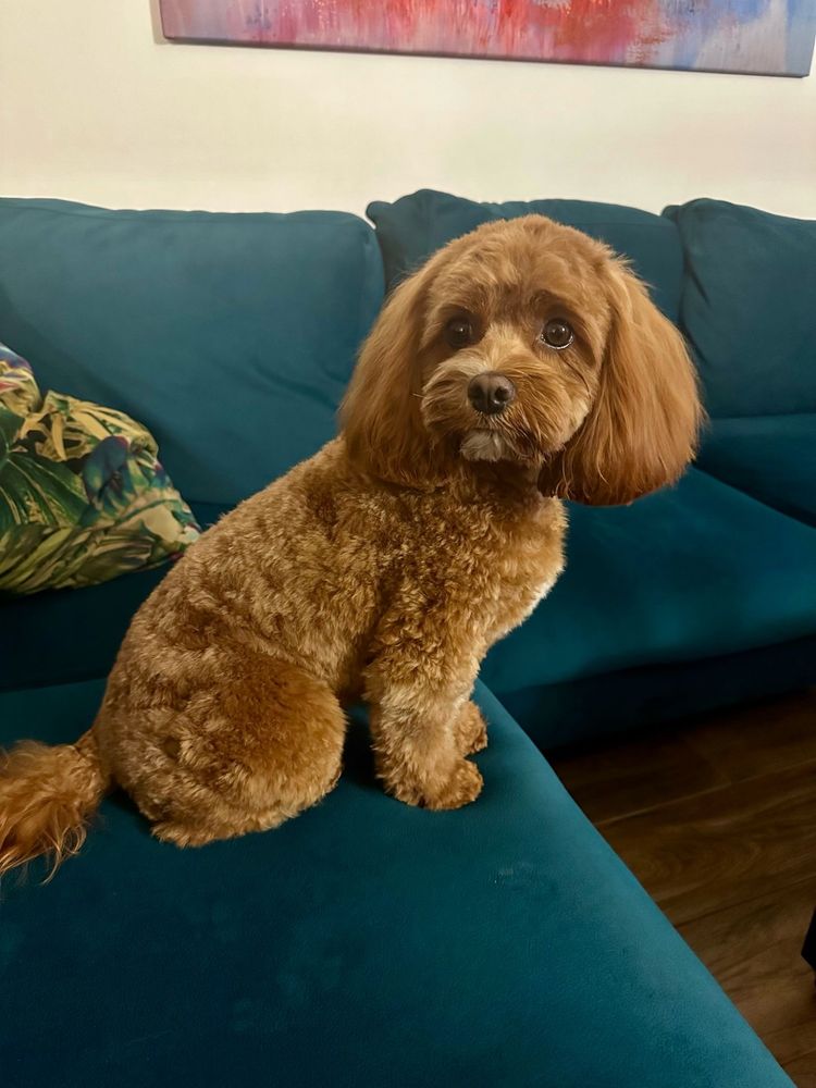 CAVAPOO RED piesek mix Cavalier King Charles Spaniel & Pudel toy