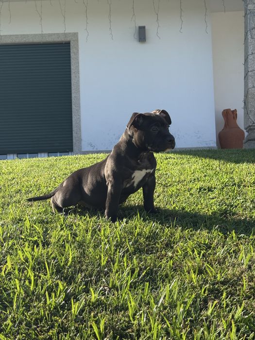 American bully pocket