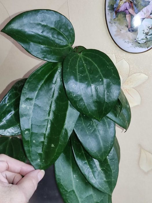 Хойя Латіфолія, зріз визрівшого вузла. Вкорінені запитуйте.