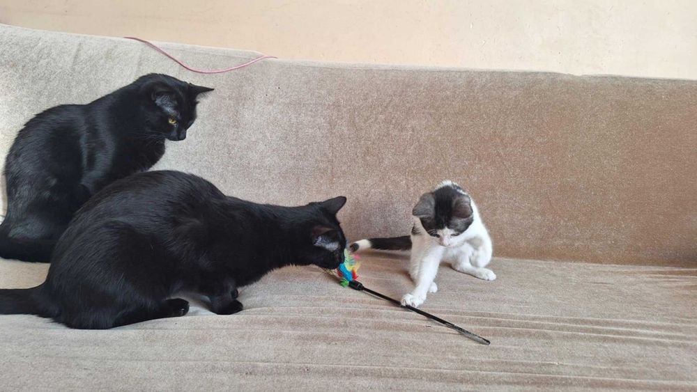 maly kociak do oddania