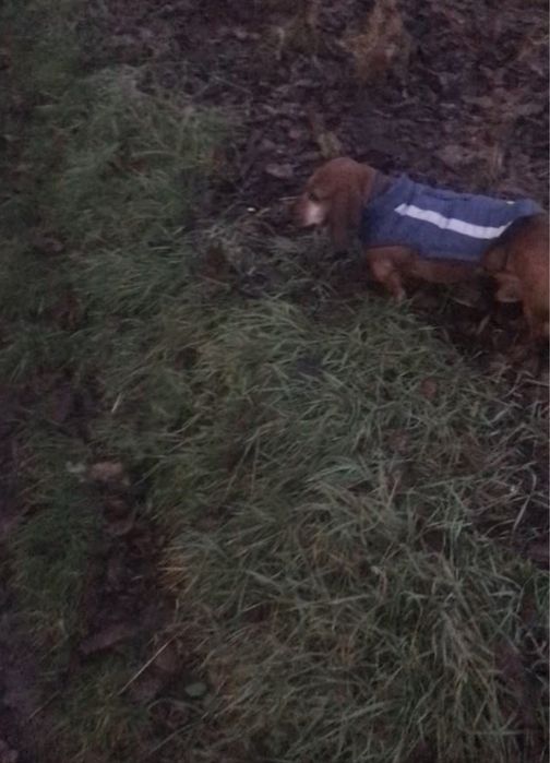 Такса, хлопчик для в'язки, в обмін на цуцека