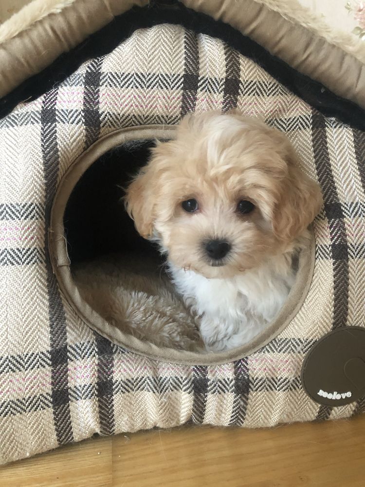 Maltipoo suczka po pudel toy do odbioru