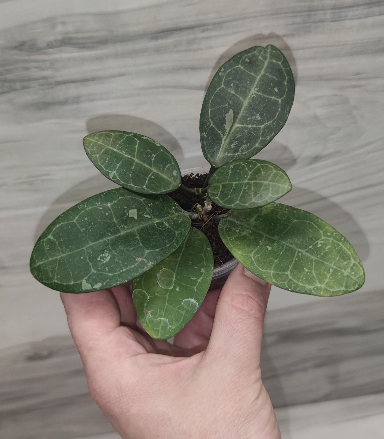 Хойя Hoya Linearis, Dischidia Lancifolia та ін.