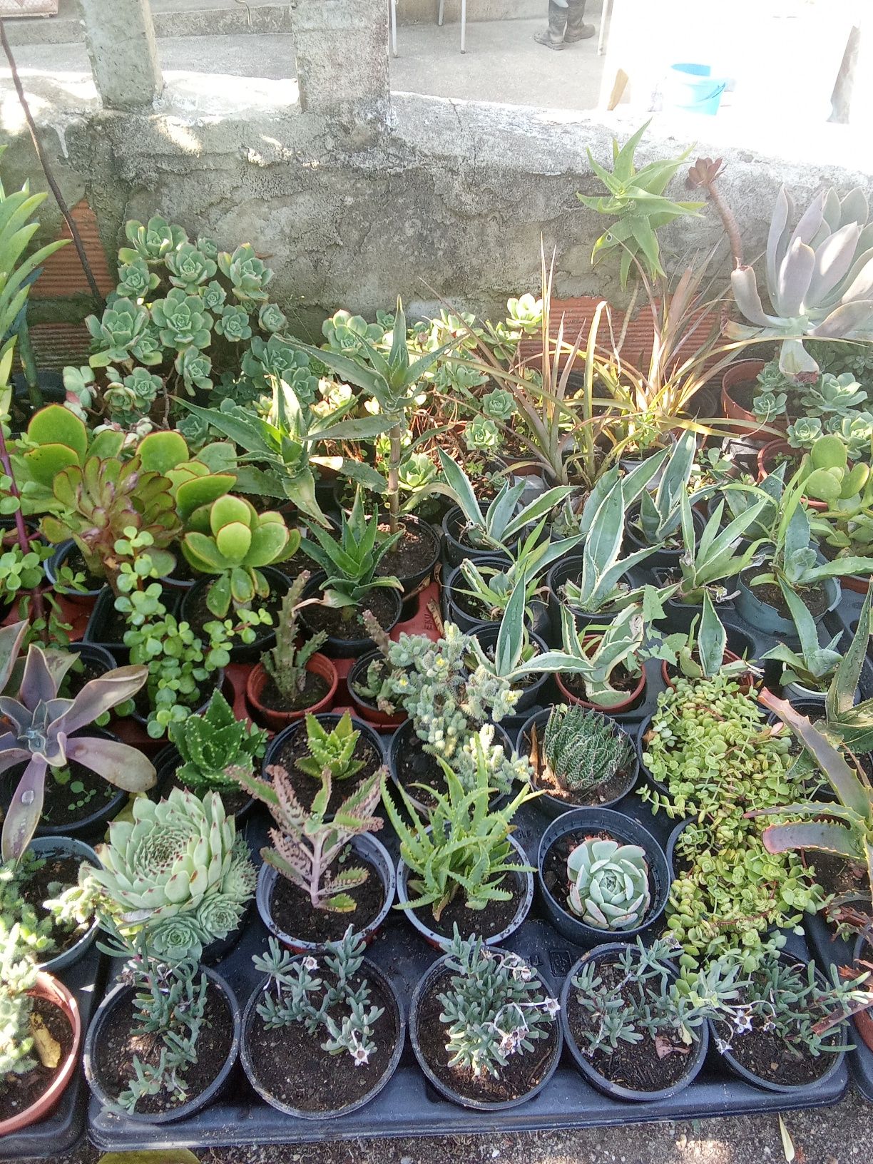Suculentas variadas e agaves