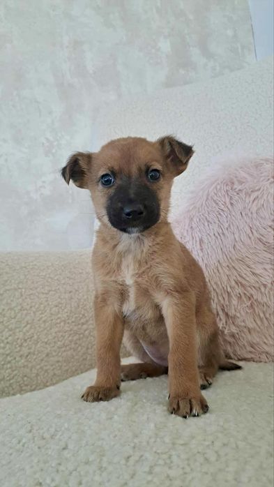 Meninas Porte Pequeno/Médio (10kg)