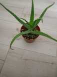 Aloes kwiatek w doniczce
