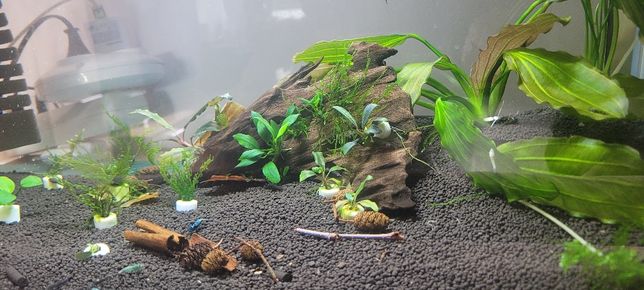 Korzeń do akwarium z roslinami