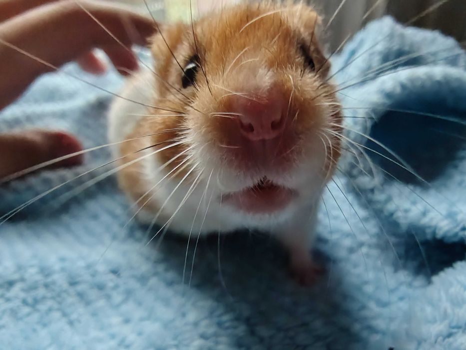 Chomik syryjski z klatką i wyposażeniem