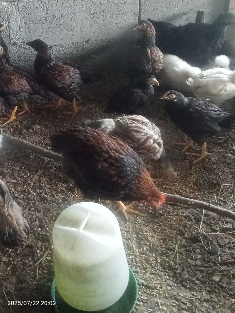 Pintos de raça pura,várias raças e idades