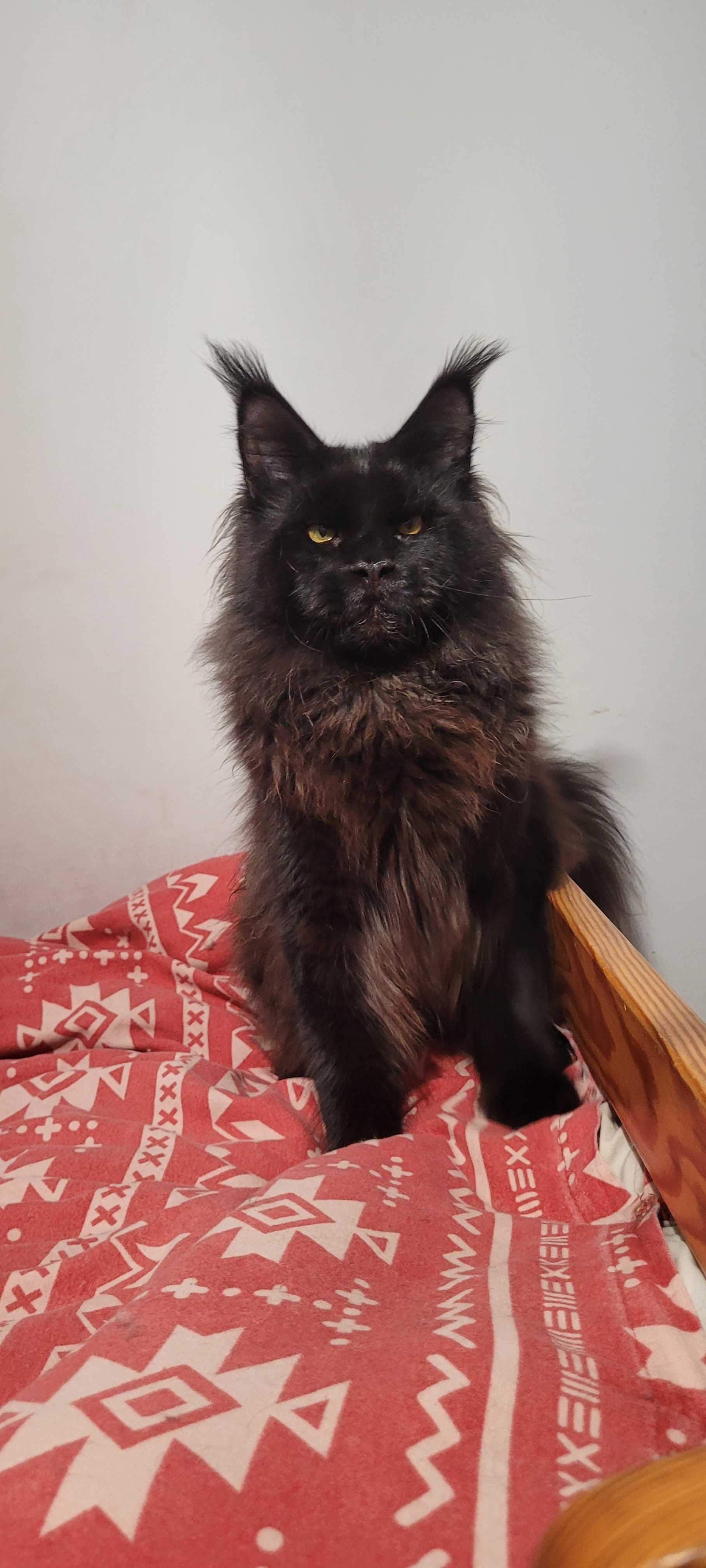 Sprzedam kocurka Maine Coon z legalnej hodowli