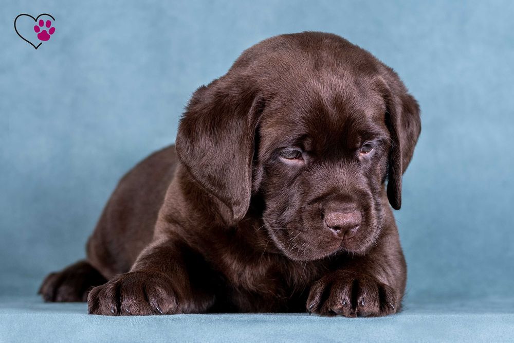 Щеня Лабрадор Ретривер