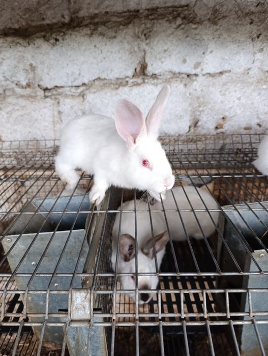 Продам кролів 2-х місячних