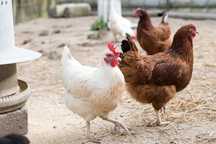 Młode kury nioski Rosa i Leghorn - zdrowe, wysokowydajne