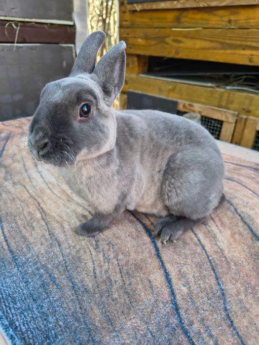 Mini rex kuna niebieska samiczka