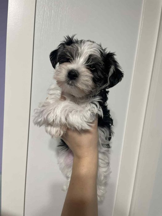 Yorkshire terrier biewer