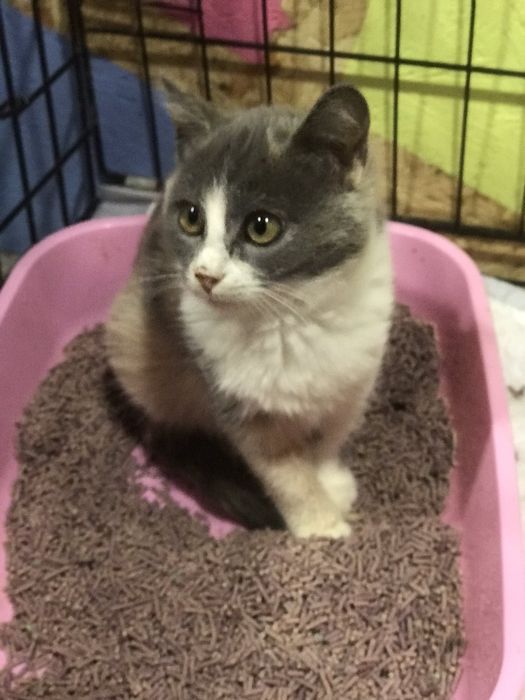 Мальвінка в пошуках родини